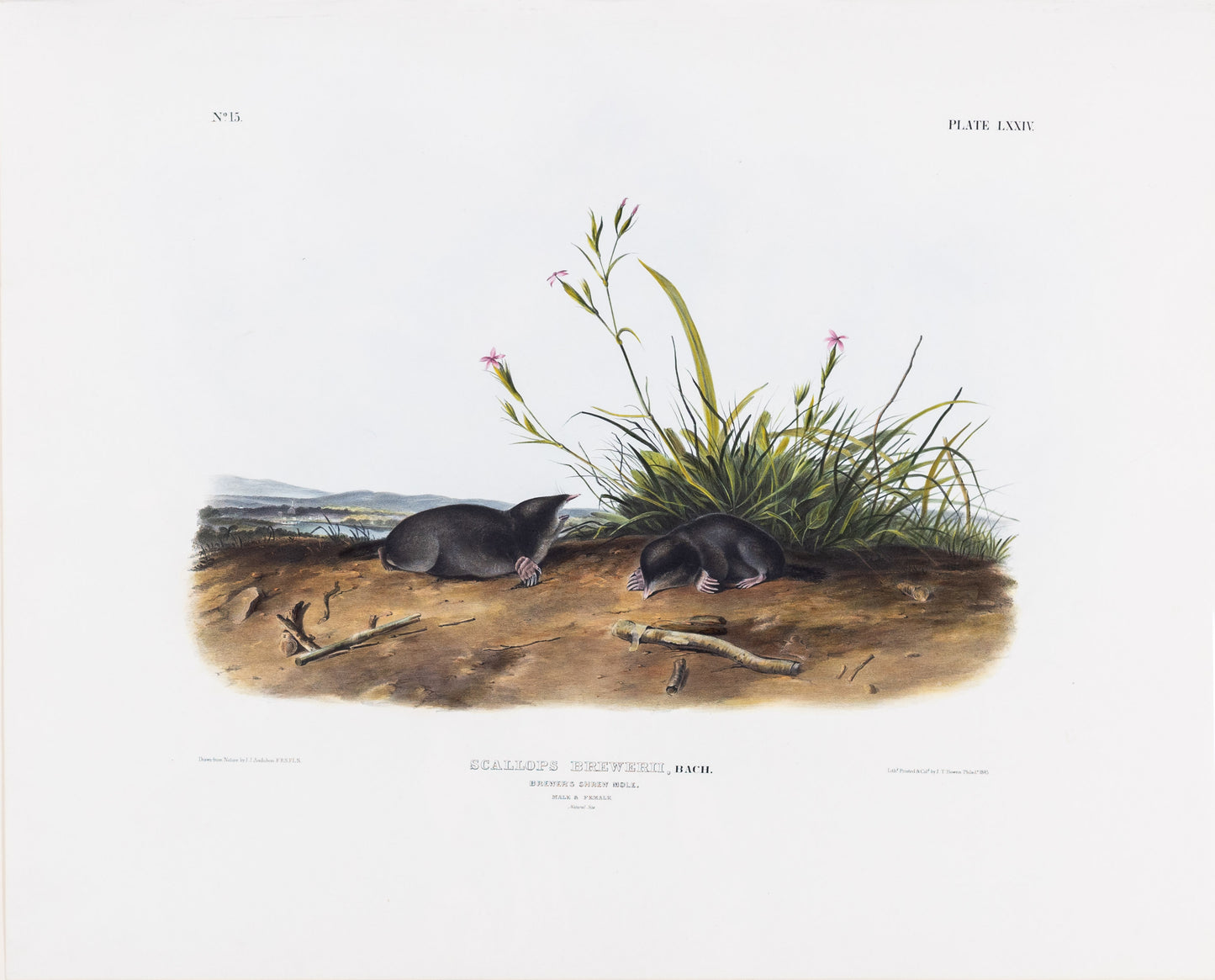 AUDUBON, John James (1785-1851), Brewer’s Shrew Mole, Plate 74