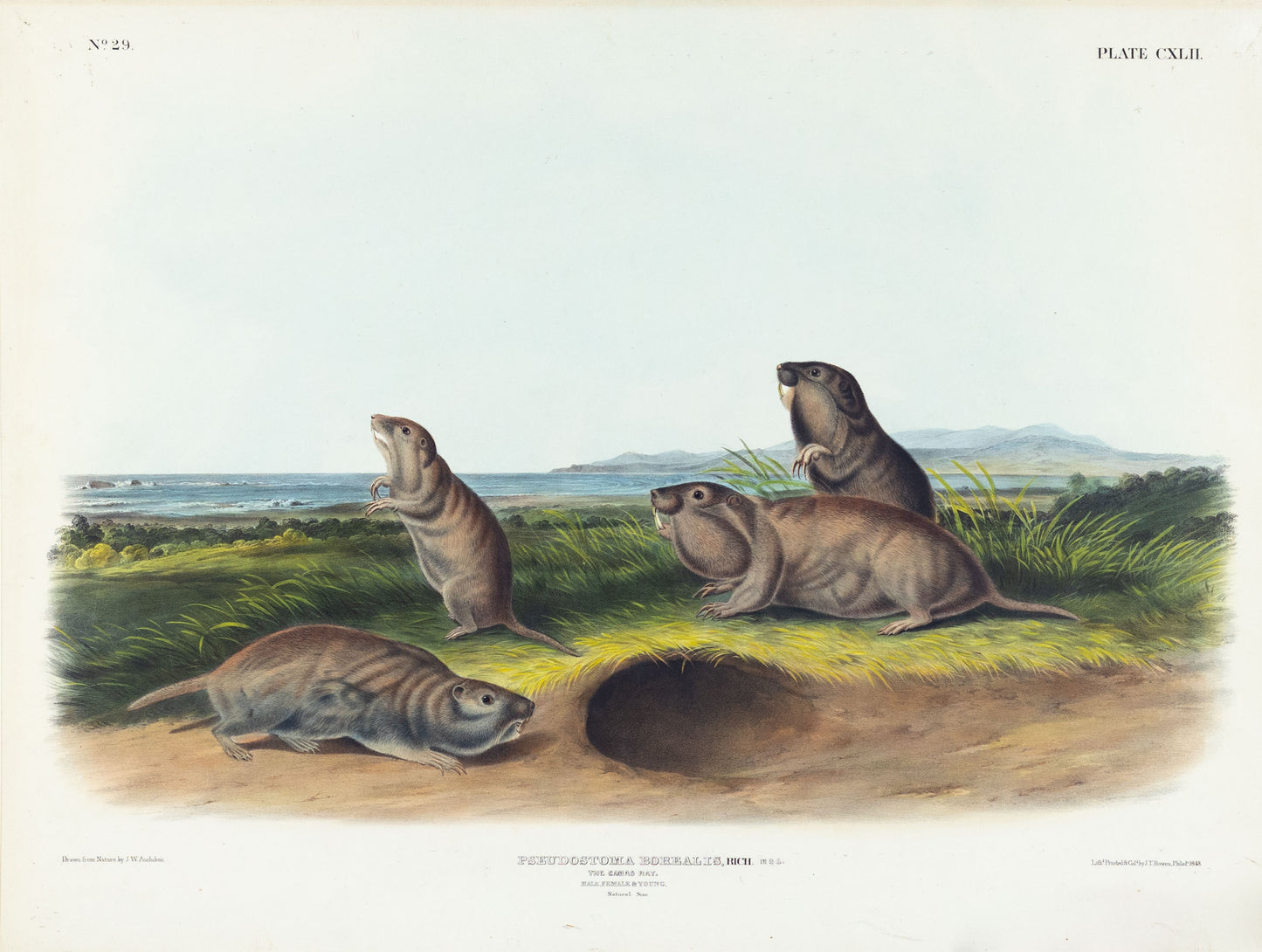 John James Audubon (1785-1851). The Camas Rat, Plate 142. The Viviparous Quadrupeds of North America.