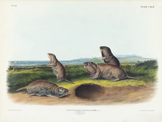 John James Audubon (1785-1851). The Camas Rat, Plate 142. The Viviparous Quadrupeds of North America.