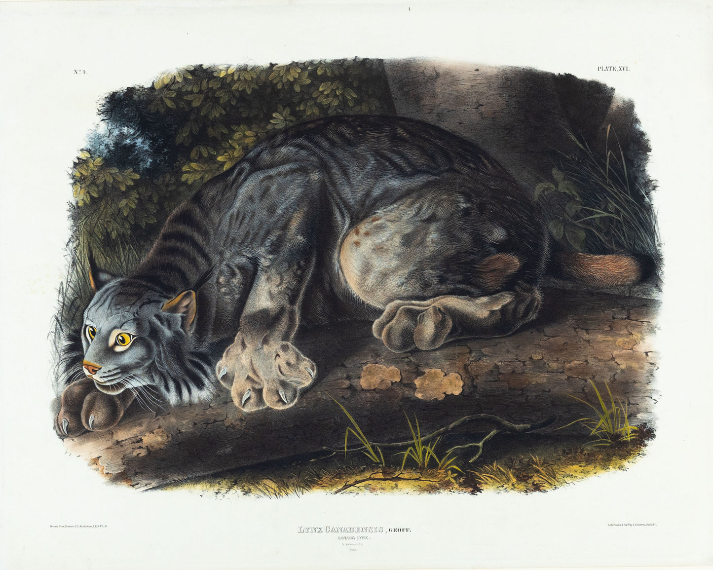 John James Audubon (1785-1851). Canada Lynx, Plate 16. The Viviparous Quadrupeds of North America.