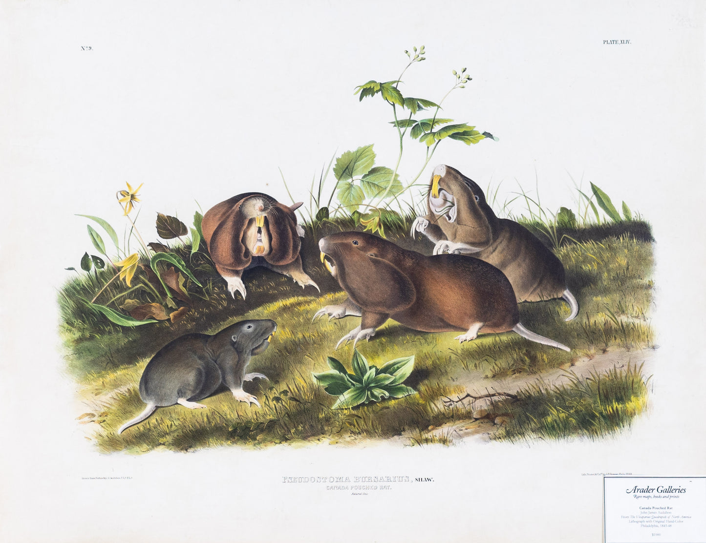 John James Audubon (1785-1851). Canada Pouched Rat, Plate 44. The Viviparous Quadrupeds of North America.