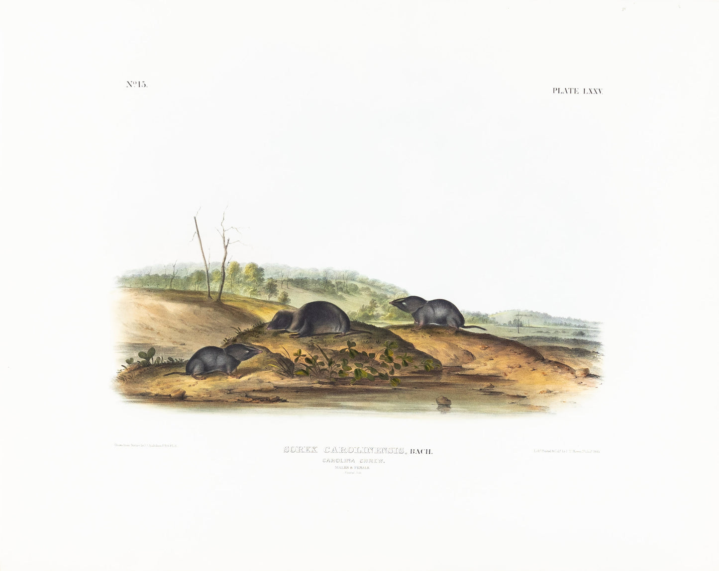 John James Audubon (1785-1851). Carolina Shrew, Plate 75. The Viviparous Quadrupeds of North America.