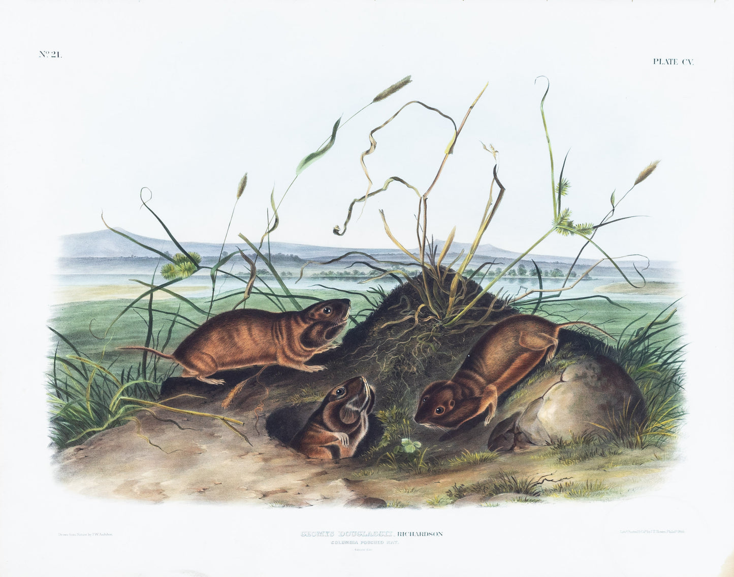 John James Audubon (1785-1851). Columbia Pouched Rat, Plate 105. The Viviparous Quadrupeds of North America.