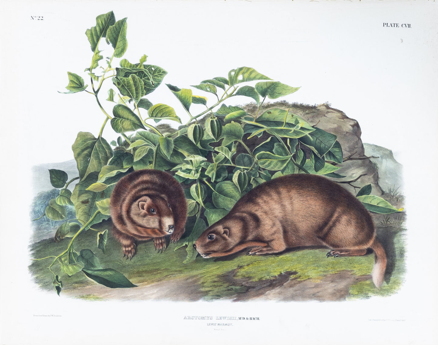 John James Audubon (1785-1851). Lewis Marmot, Plate 107. The Viviparous Quadrupeds of North America.