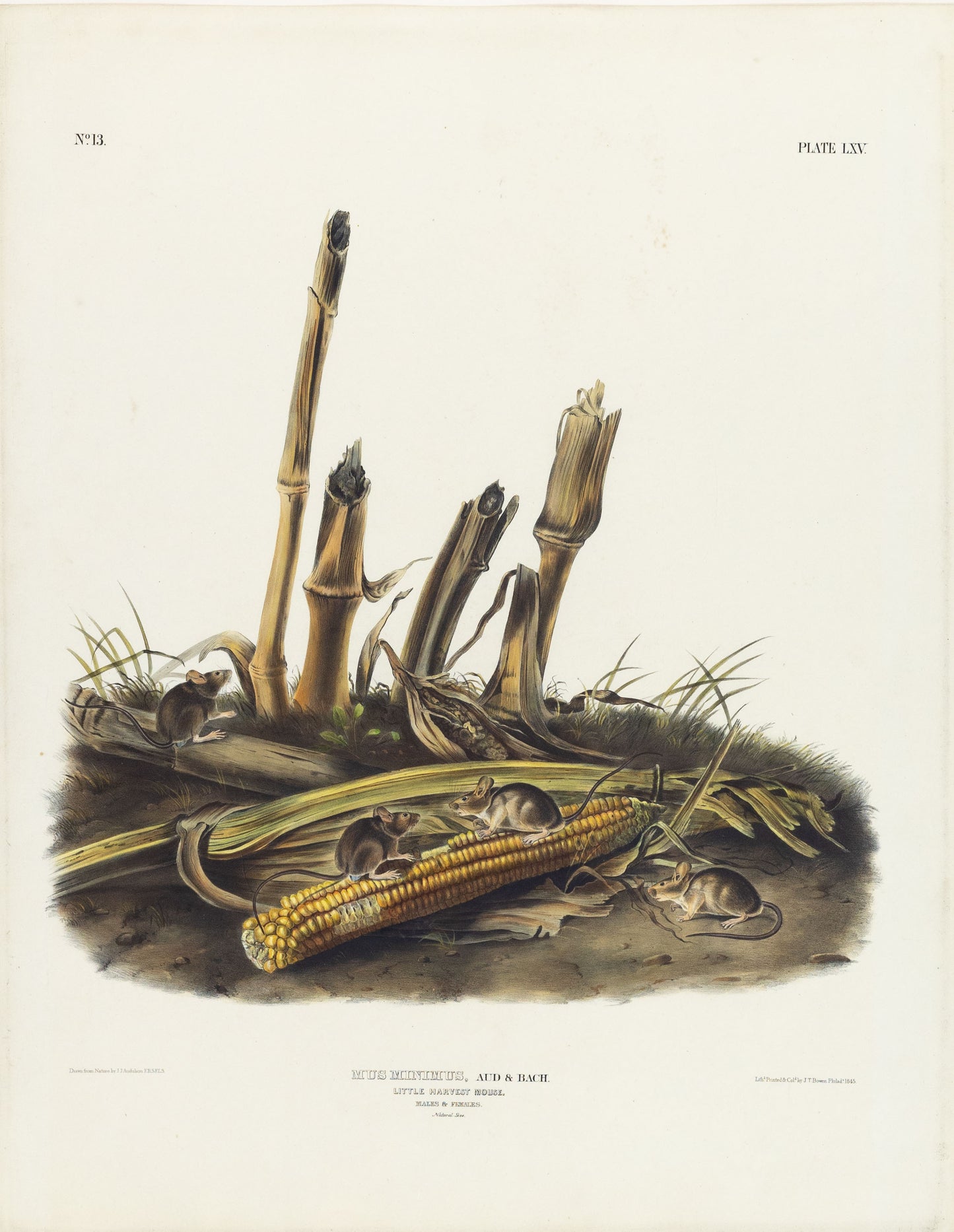 John James Audubon (1785-1851). Little Harvest Mouse, Plate 65. The Viviparous Quadrupeds of North America.
