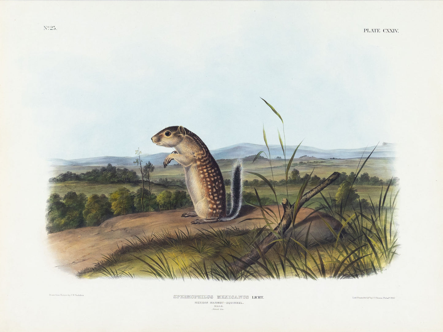 John James Audubon (1785-1851). Mexican Marmot-Squirrel, Plate 124. The Viviparous Quadrupeds of North America.