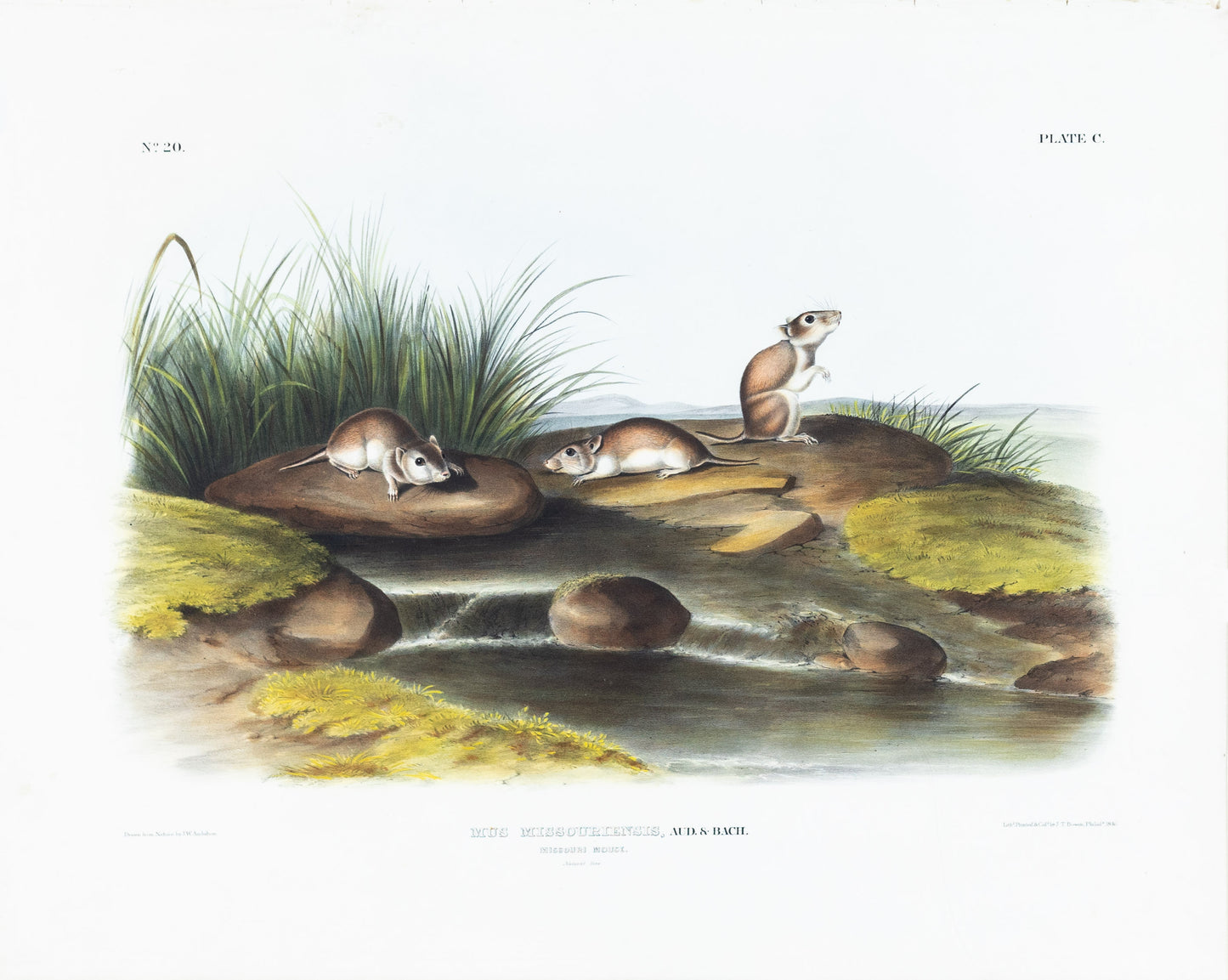 John James Audubon (1785-1851). Missouri Mouse, Plate 100. The Viviparous Quadrupeds of North America.