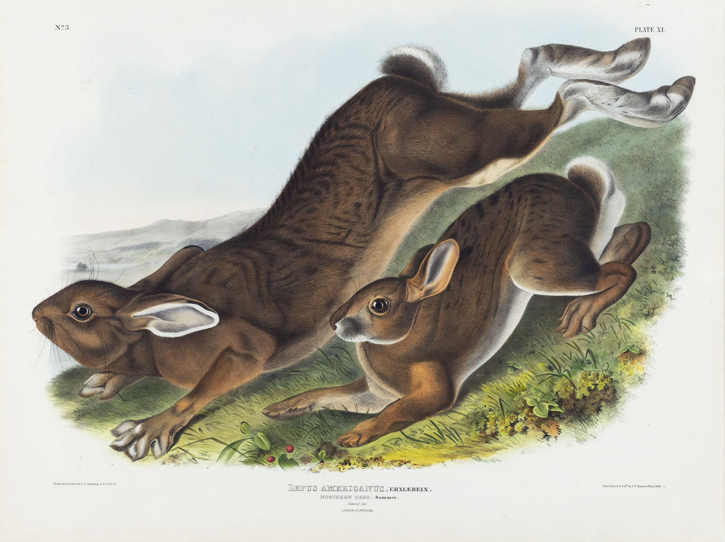 John James Audubon (1785-1851). Northern Hare (Summer), Plate 11. The Viviparous Quadrupeds of North America.