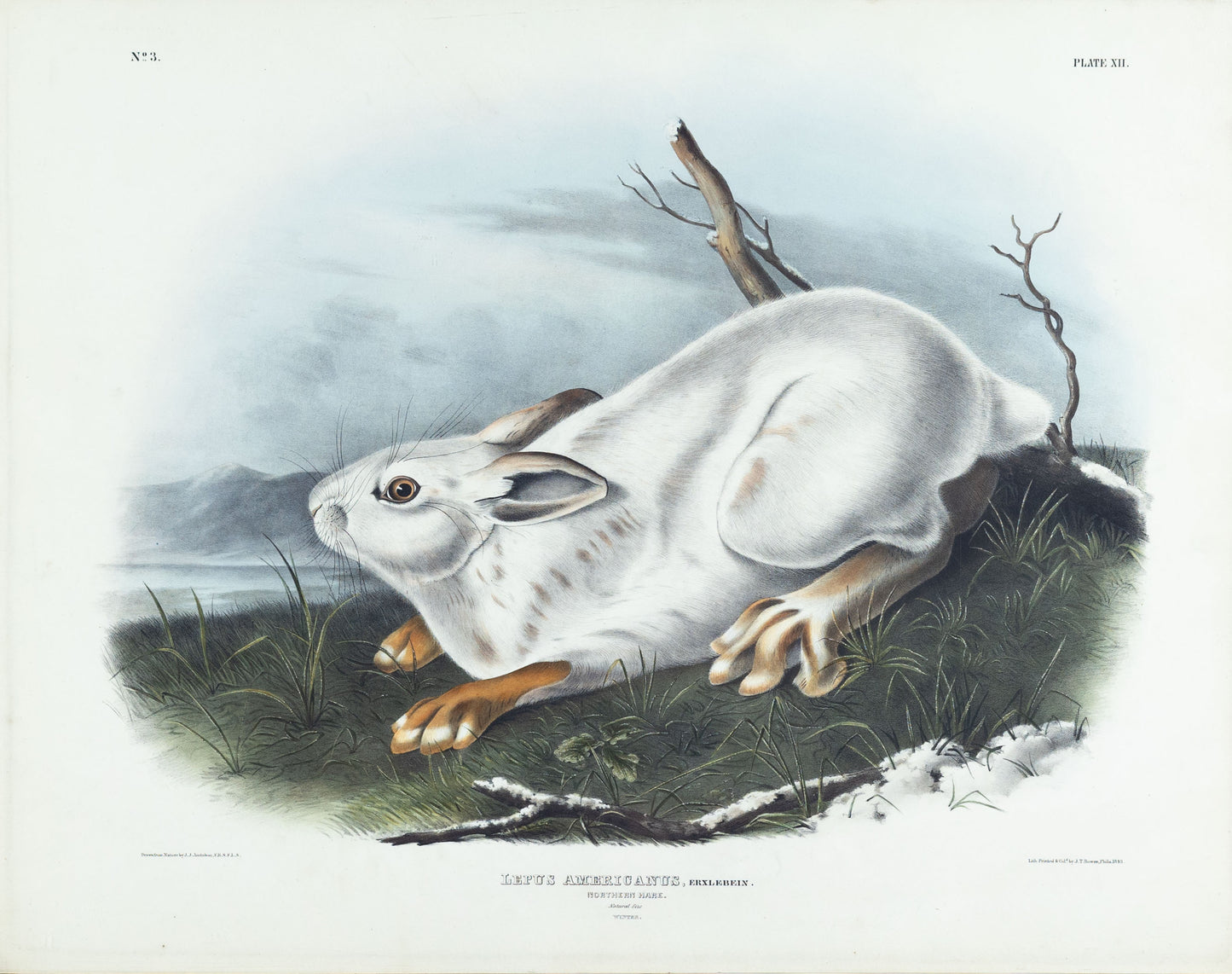 John James Audubon (1785-1851). Northern Hare (Winter), Plate 12. The Viviparous Quadrupeds of North America.