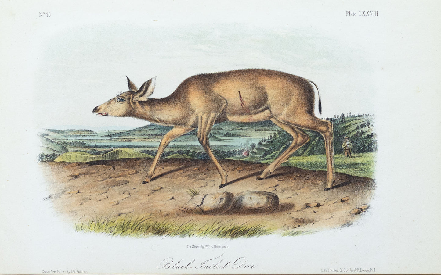 John James Audubon (1785-1851) Black Tailed Deer, Plate 78, Octavo