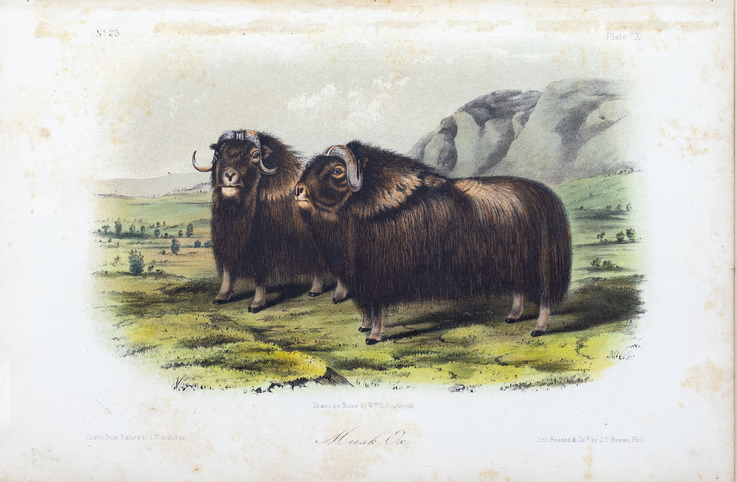 John James Audubon (1785-1851) & John Woodhouse Audubon (1812-1862) Musk Ox, Plate CXI From The Quadrupeds of North America, Octavo Edition Published New York and Philadelphia, 1845-1871 Lithograph printed with color and finished by hand 7 x 10 ½ inches