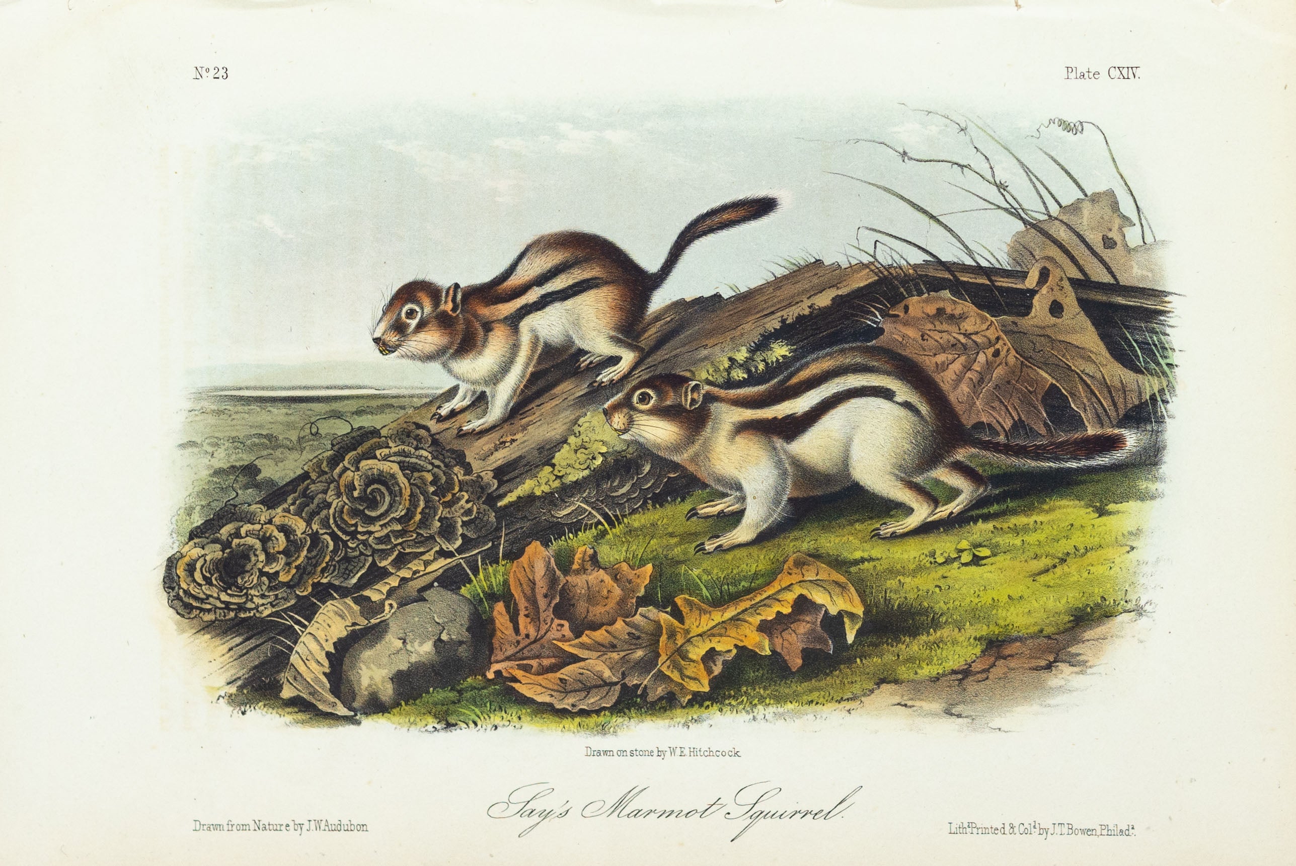 John James Audubon (1785-1851) Say’s Marmot Squirrel, Plate 114, Octav ...