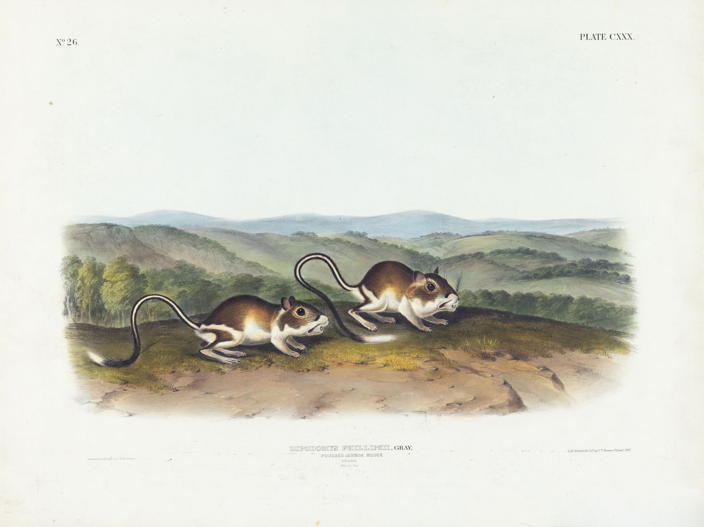 John James Audubon (1785-1851). Pouched Jerboa Mouse, Plate 130. The Viviparous Quadrupeds of North America.