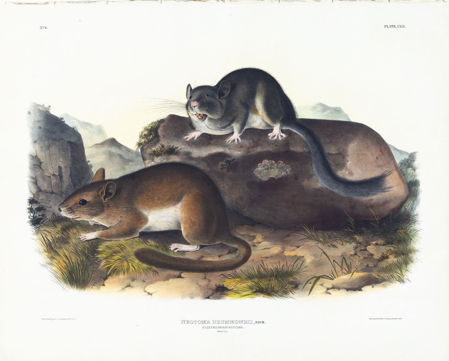 John James Audubon (1785-1851). Rocky Mountain Neotoma, Plate 29. The Viviparous Quadrupeds of North America.