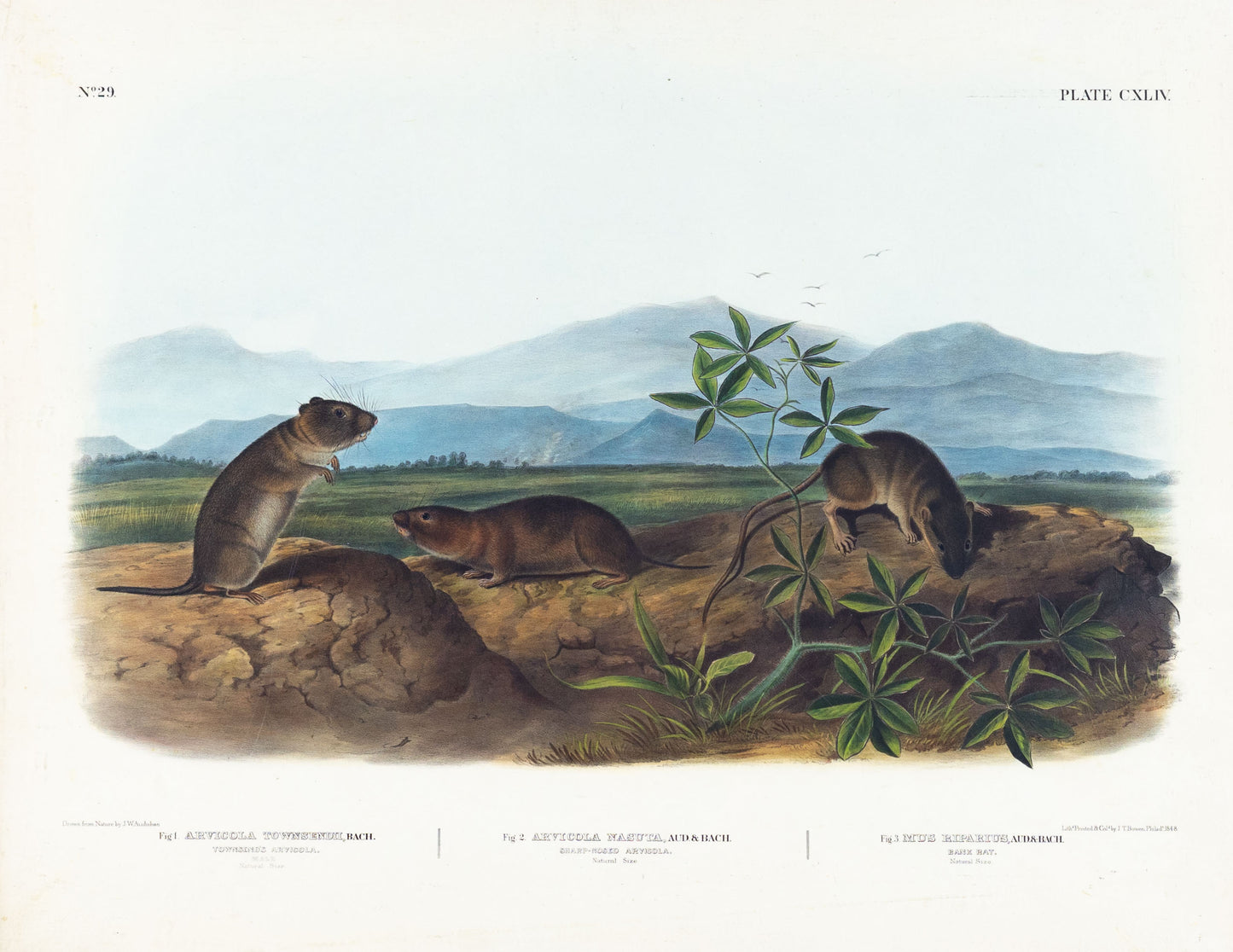 AUDUBON, John James (1785-1851), Towndsend's Aruicola, Plate 144