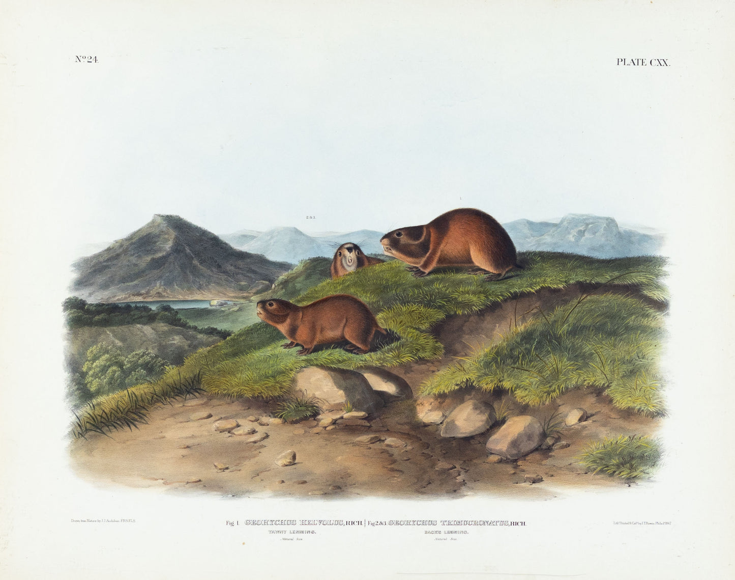 John James Audubon (1785-1851). Tawny and Back's Lemming, Plate 120. The Viviparous Quadrupeds of North America.