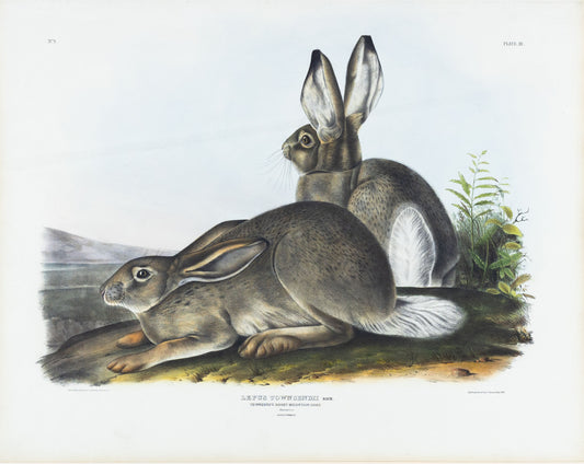 John James Audubon (1785-1851) & John Woodhouse Audubon (1812-1862)  Townsend’s Rocky Mountain Hare, Plate III  From The Viviparous Quadrupeds of North America  New York: J.J. Audubon, [1845-1849].  Lithograph with original hand-coloring  Sheet size: 21 ¼” x 27”
