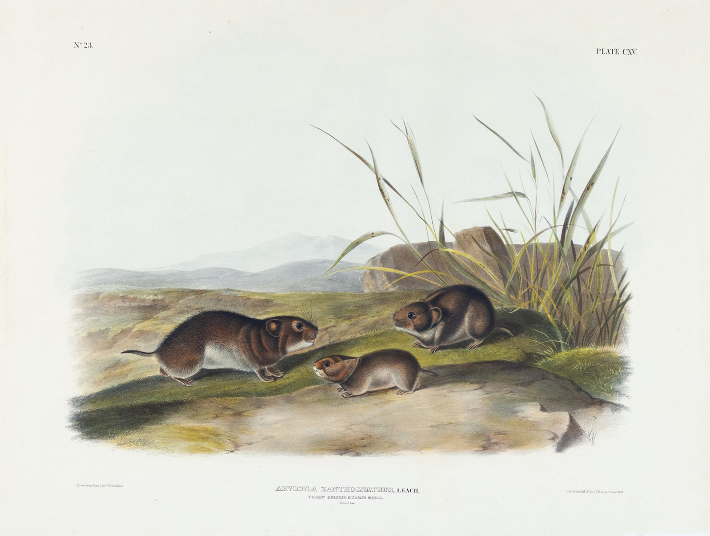 John James Audubon (1785-1851). Yellow Cheeked Meadow Mouse, Plate 115. The Viviparous Quadrupeds of North America.