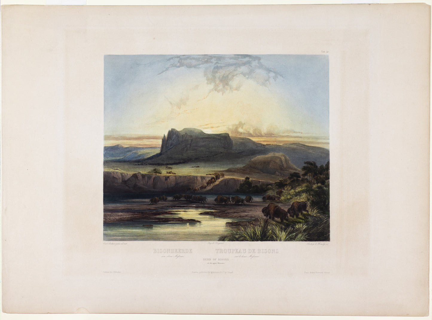 Karl Bodmer (1809-1893), Tab. 40, Herd of Bisons