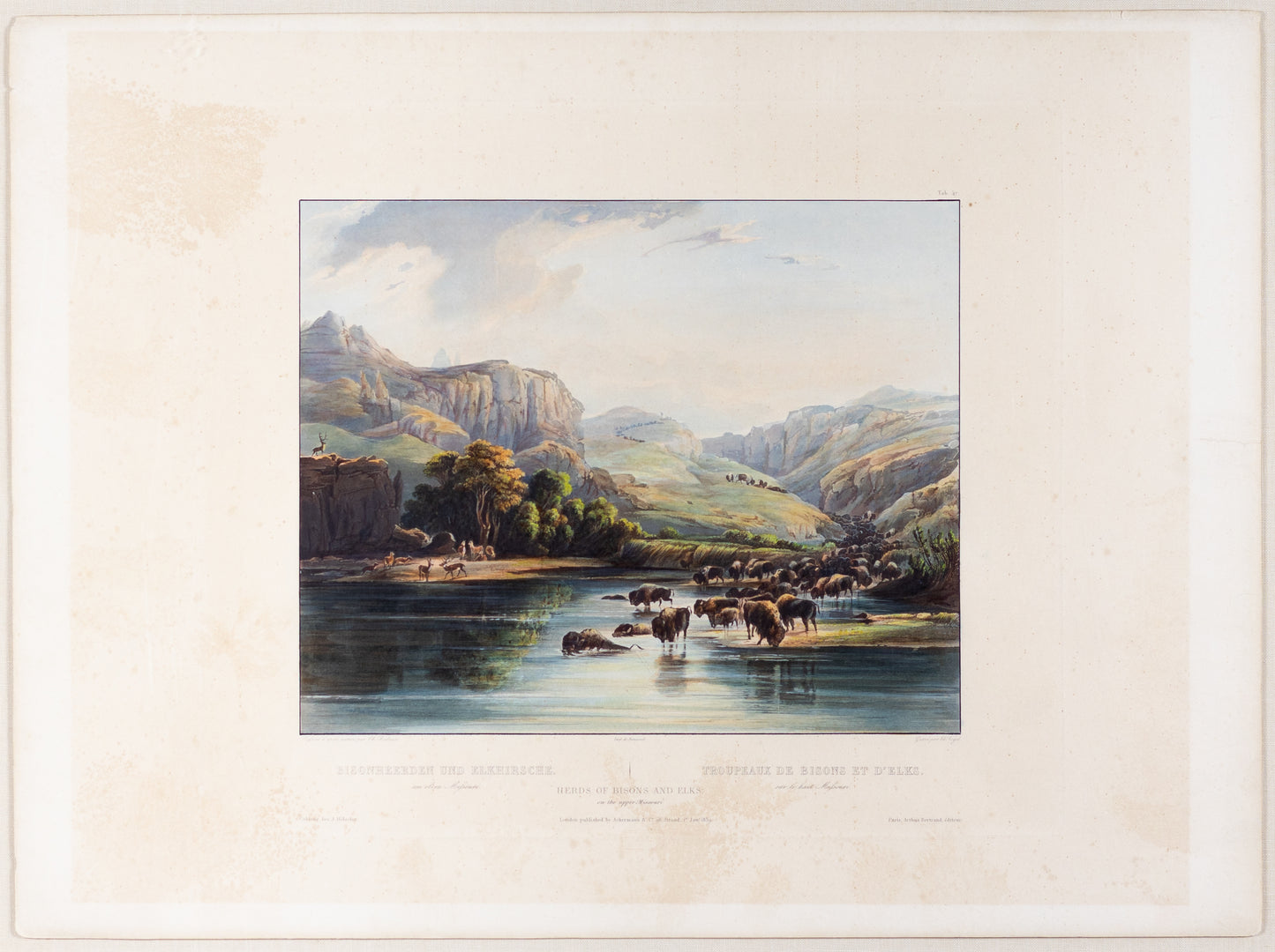 Karl Bodmer (1809-1893), Tab. 47, Herds of Bisons and Elks