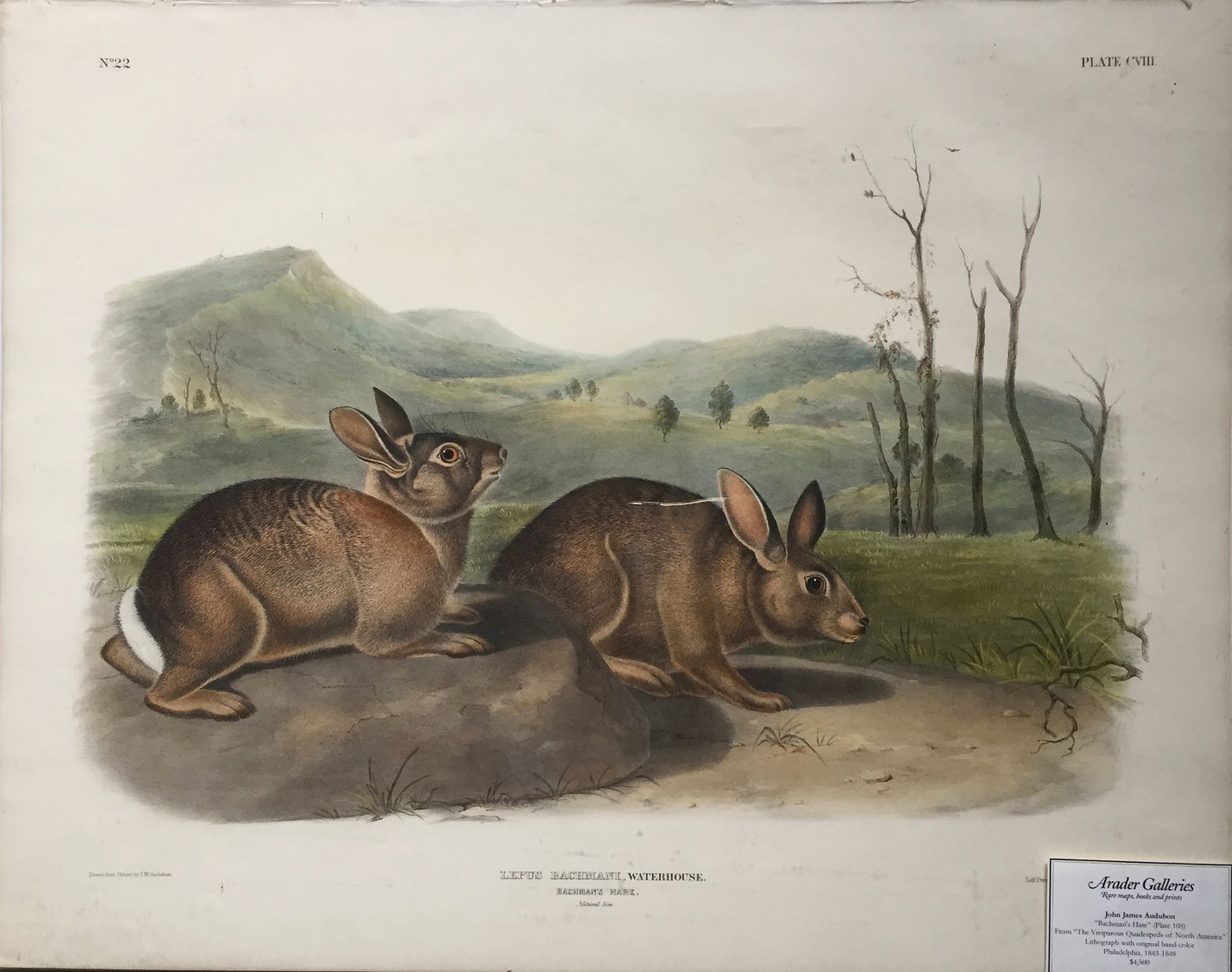 John James Audubon (1785-1851). Bachman's Hare, Plate 108. The Viviparous Quadrupeds of North America.