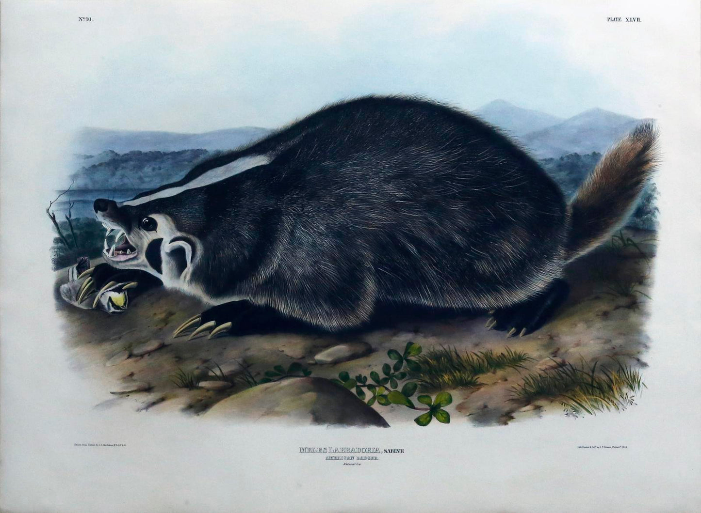 John James Audubon (1785-1851)   Plate 47- Badger  From: Viviparous Quadrupeds of North America  New York: 1845-1848  Hand colored lithograph  Sheet size: 21 ¼” x 27”