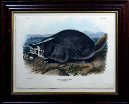 John James Audubon (1785-1851)   Plate 47- Badger  From: Viviparous Quadrupeds of North America  New York: 1845-1848  Hand colored lithograph  Sheet size: 21 ¼” x 27”