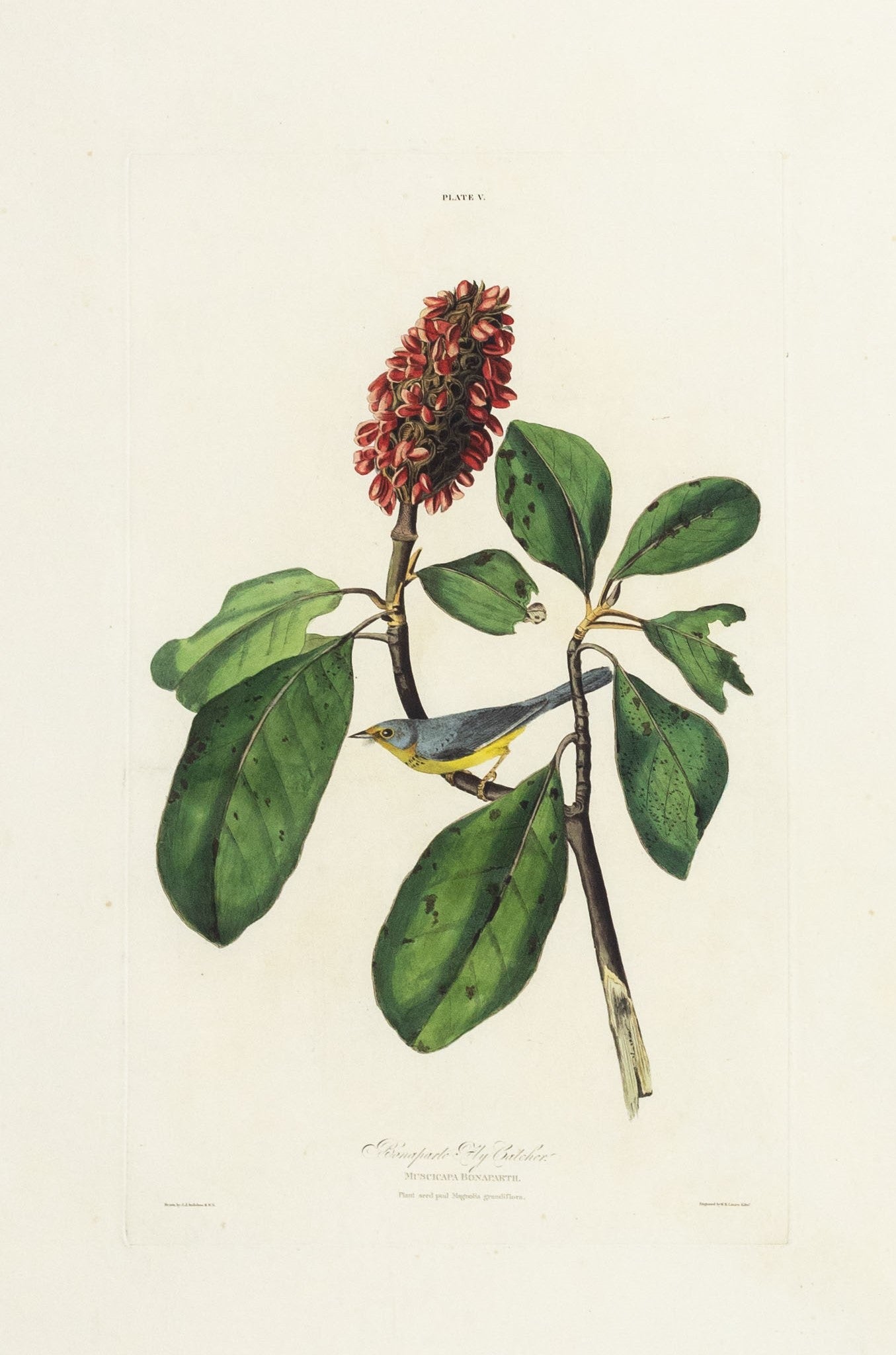 John James Audubon (1785-1851) Plate V Bonaparte Flycatcher from Birds of America Engraved by Robert Havell (1793-1878) Published: London, 1827-1838 Aquatint engraving with original hand coloring Paper size: 38 1/2 x 25 1/2"