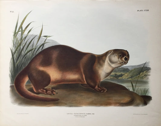 John James Audubon (1785-1851) & John Woodhouse Audubon (1812-1862)  Canada Otter, Plate 51  From: Viviparous Quadrupeds of North America  New York: 1845-1848  Hand colored lithograph  Sheet size: 21 ¼” x 27”