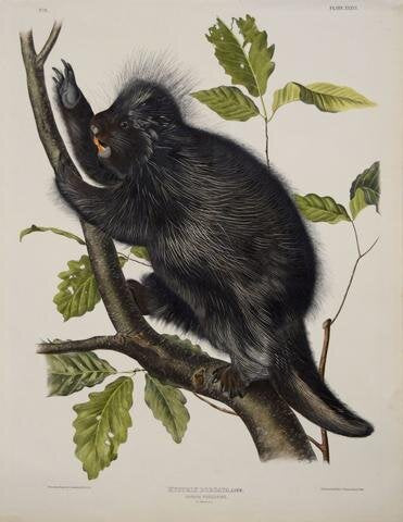 John James Audubon (1785-1851). Canada Porcupine, Plate 36. The Viviparous Quadrupeds of North America.