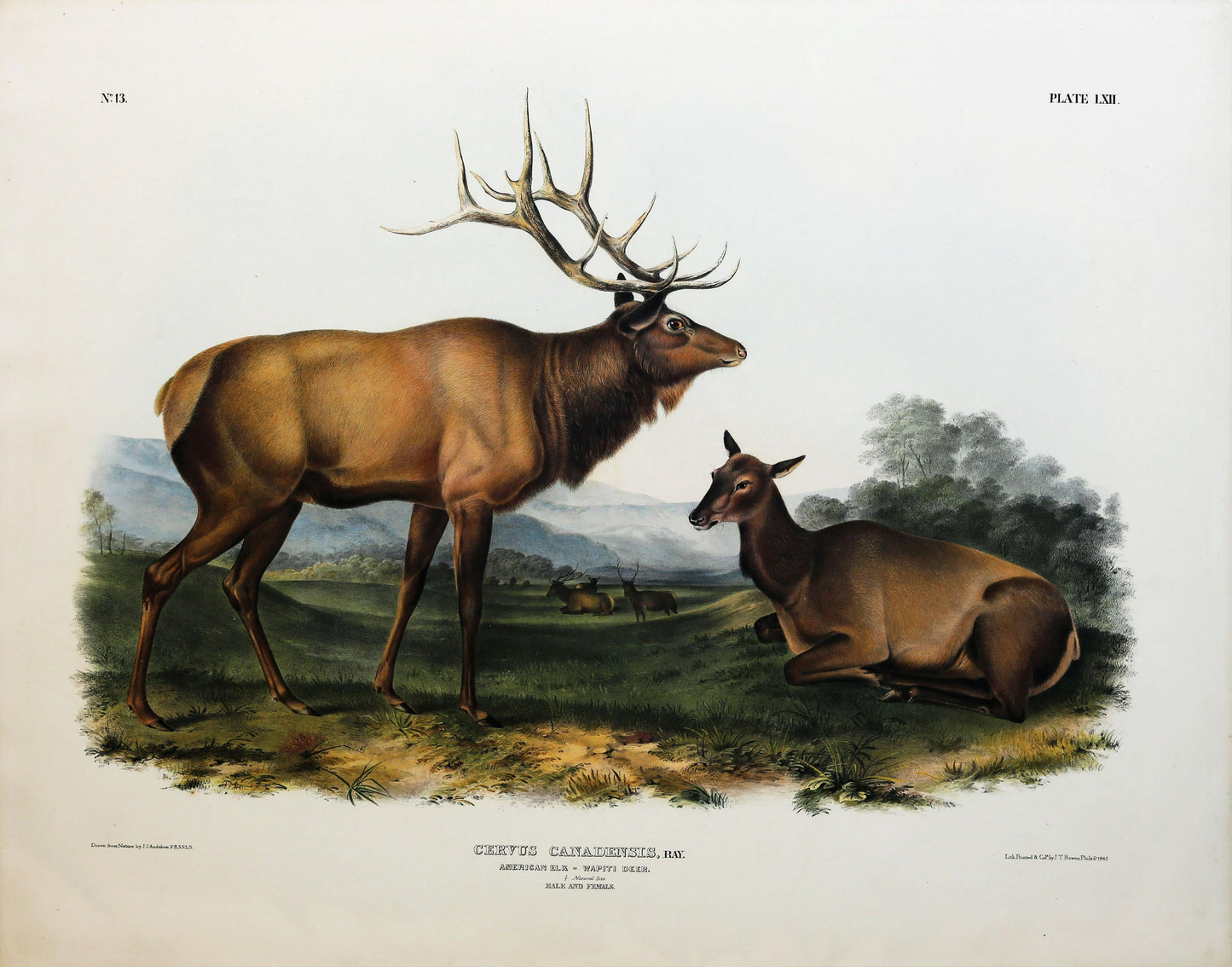 John James Audubon (1785-1851). American Elk, Plate 62. The Viviparous Quadrupeds of North America.