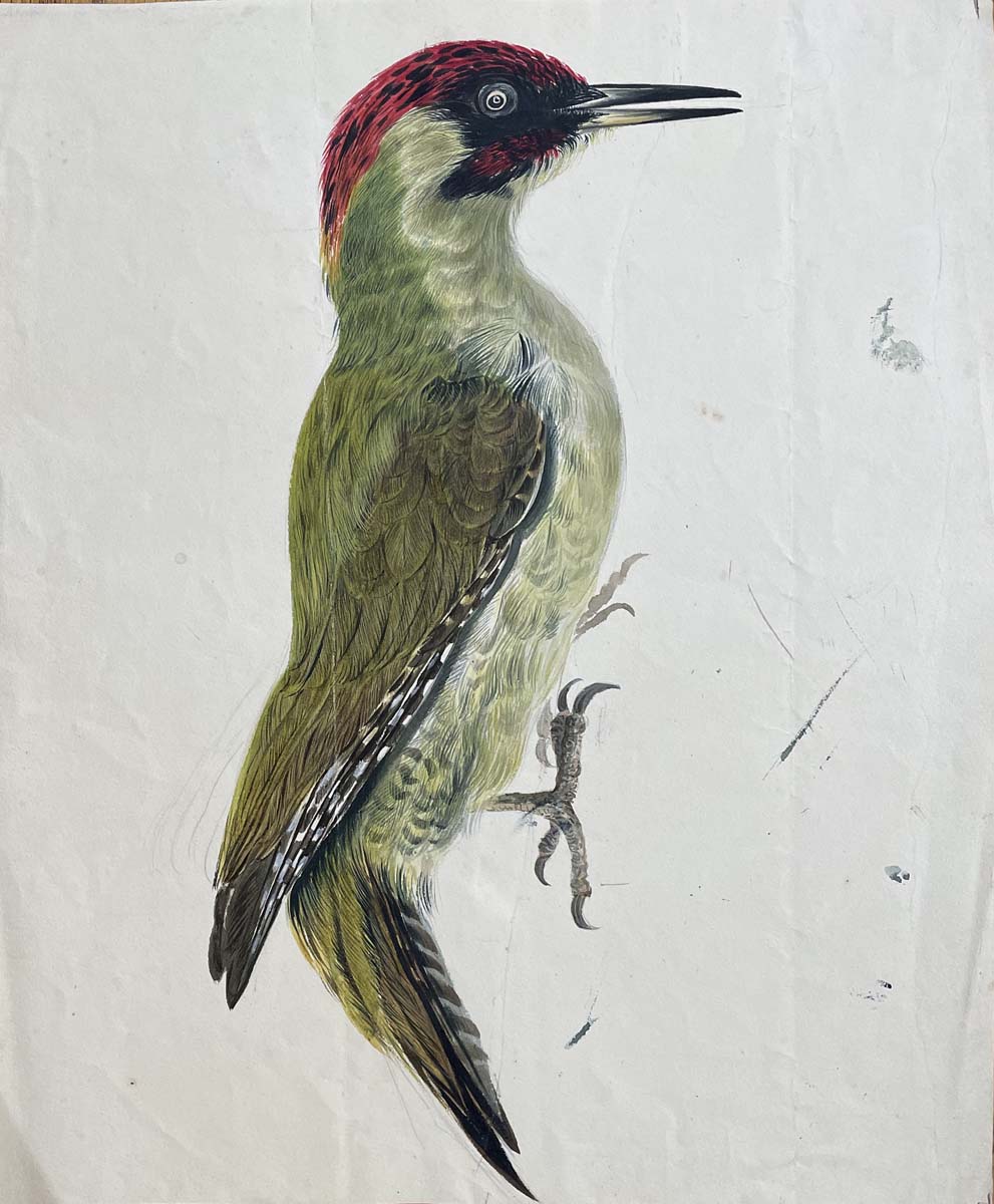 Green Woodpecker