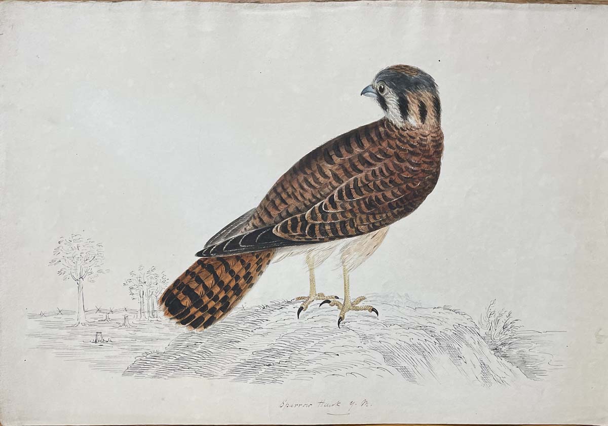 Sparrow Hawk y.m. (young male)