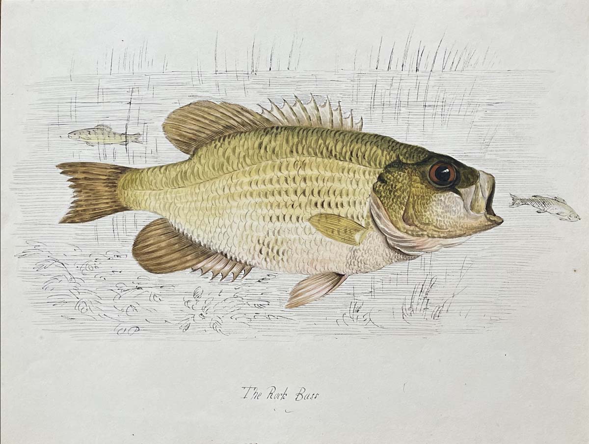 The Rock Bass