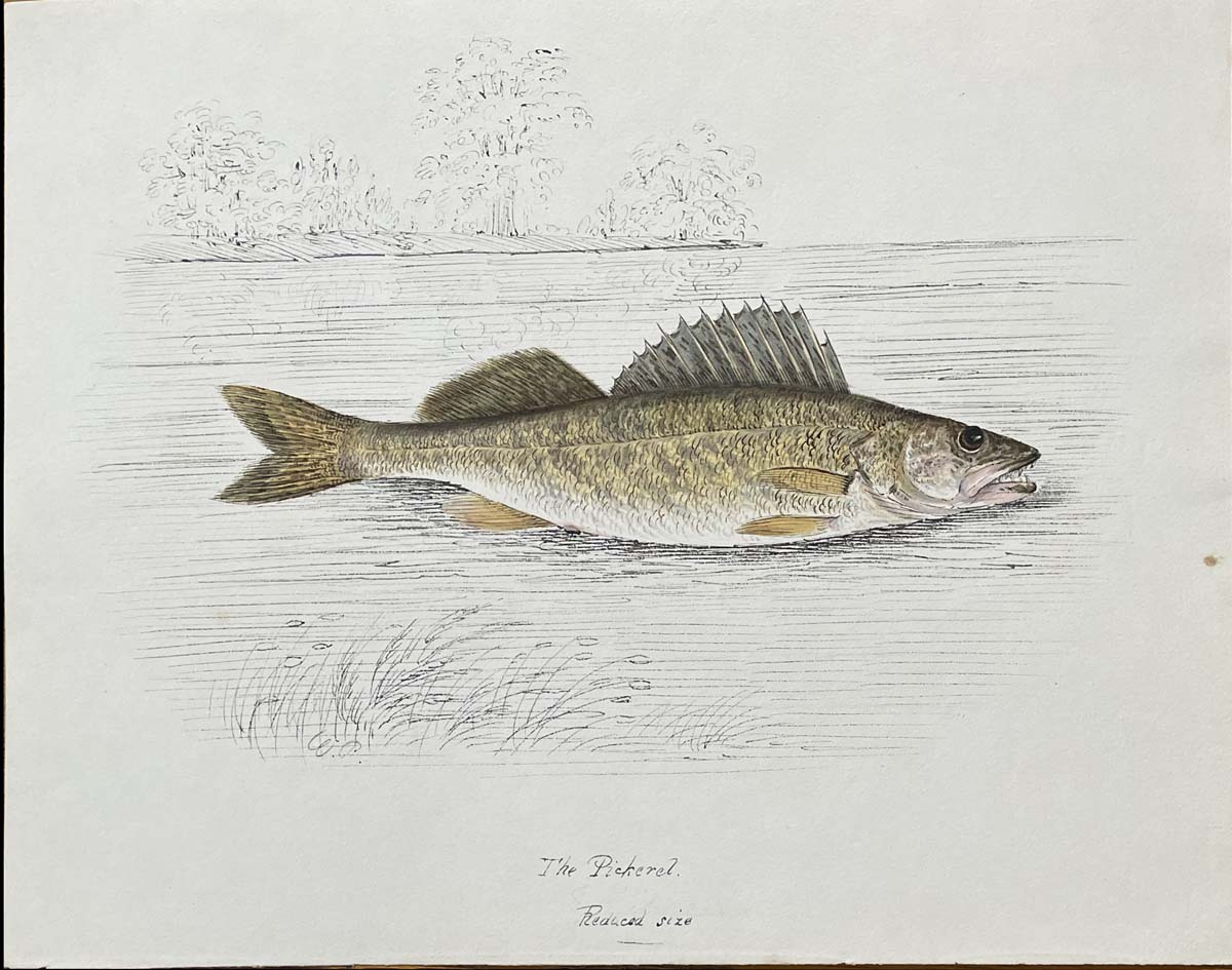 The Pickerel Reduced size