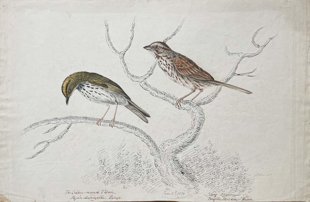 The Golden Crowned Thrush Sylvia auracapilla Bonap. June 10th 1834