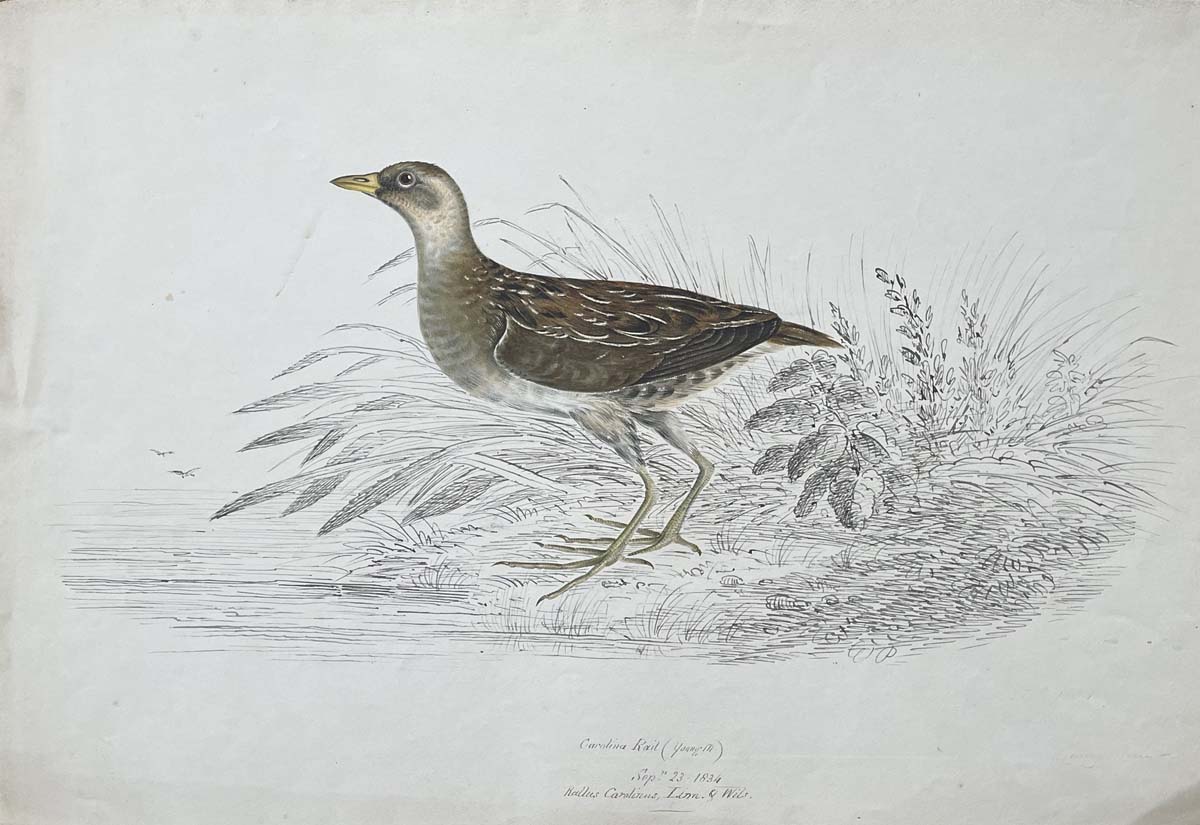Carolina Rail (young m) Sept 23 1834 Raelus Carolinu Linn & Wils.