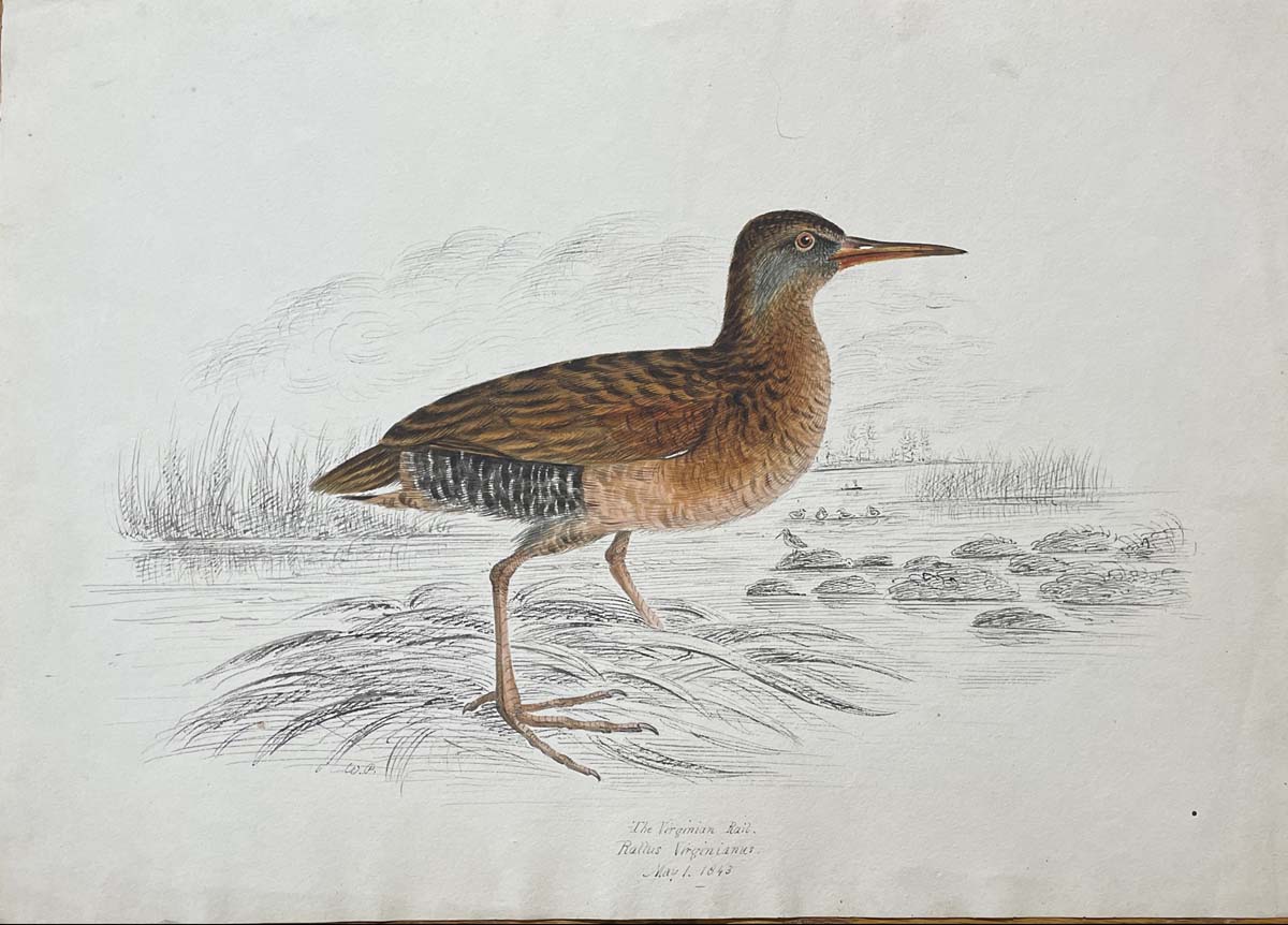 The Virginian Rail Rallus Virginianus May 1 1843