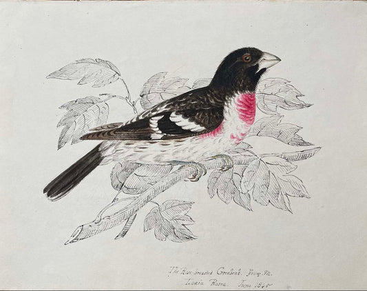The Rose-breasted Grosbeak Ioxia Rosea June 1845