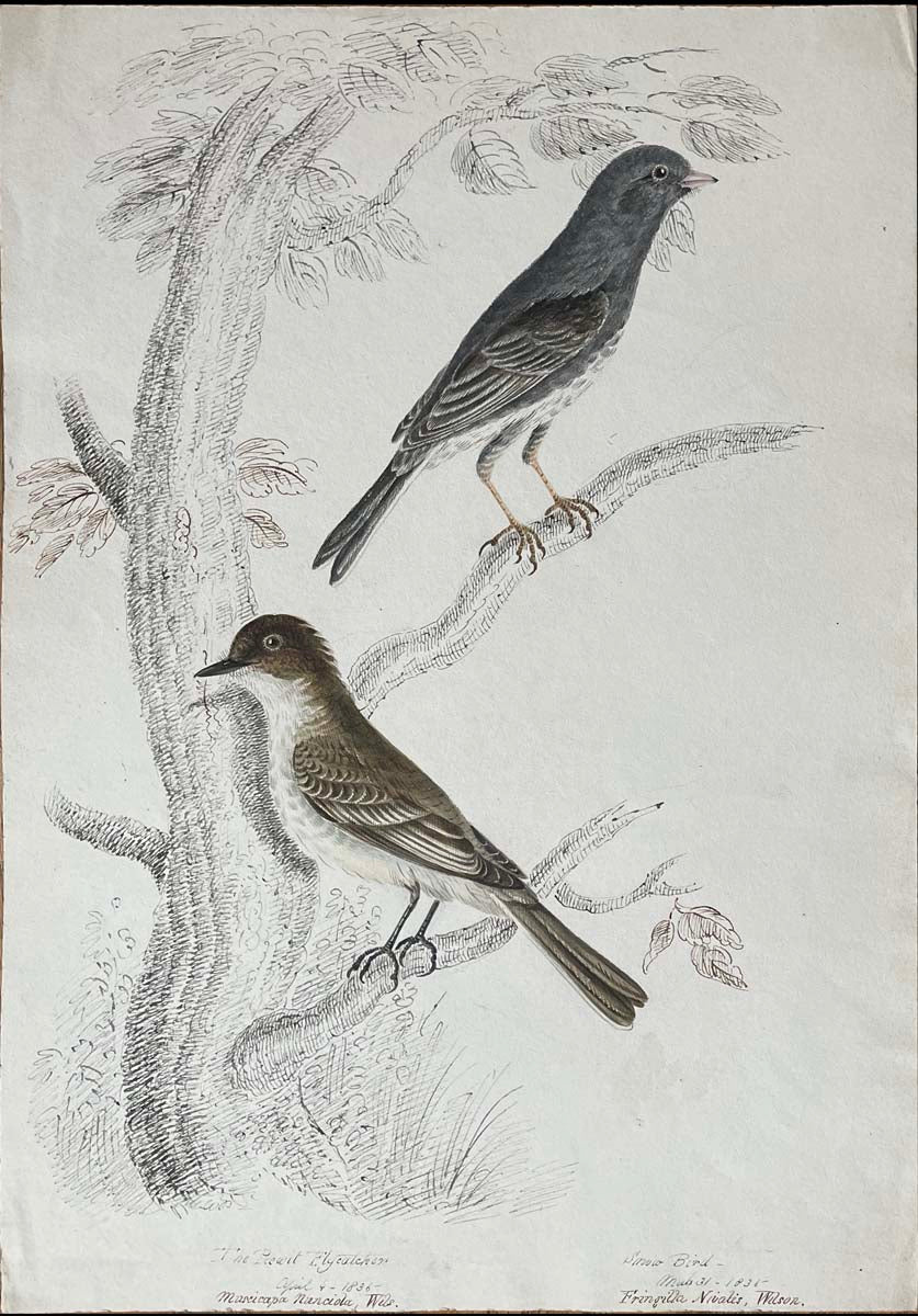 The Peowit Flycatcher April 4 1836 Muscicapa nunciola Wils./ Snow bird Mar 31 1835 Fringilla nivales Wilson