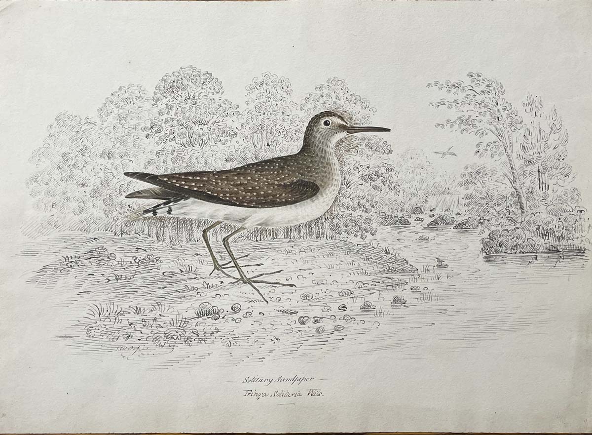 Solitary Sandpiper Triage Solitaria Wils.