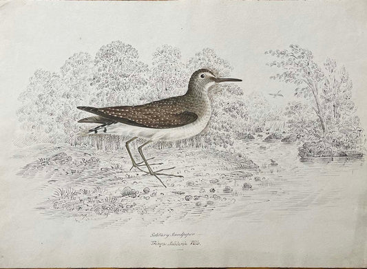 Solitary Sandpiper Triage Solitaria Wils.