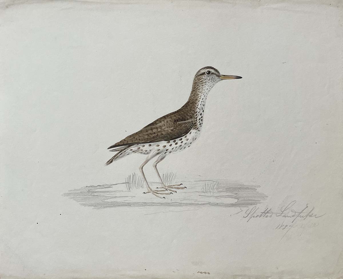 Spotted Sandpiper 1837
