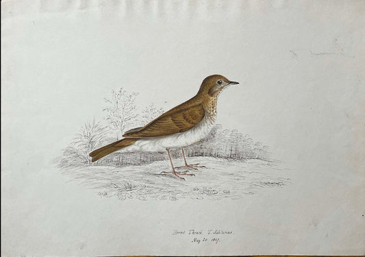 Hermit Thrush T. Solitarius May 20 1847