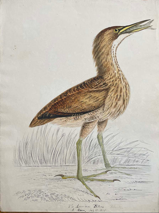 The American Bittern Reduced A. Minor July 18 1845
