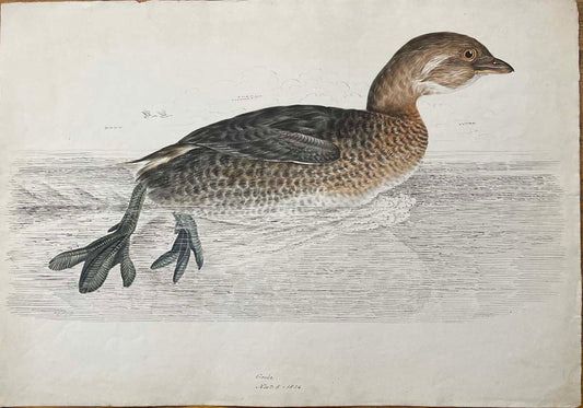 Grebe Nov 8 1834