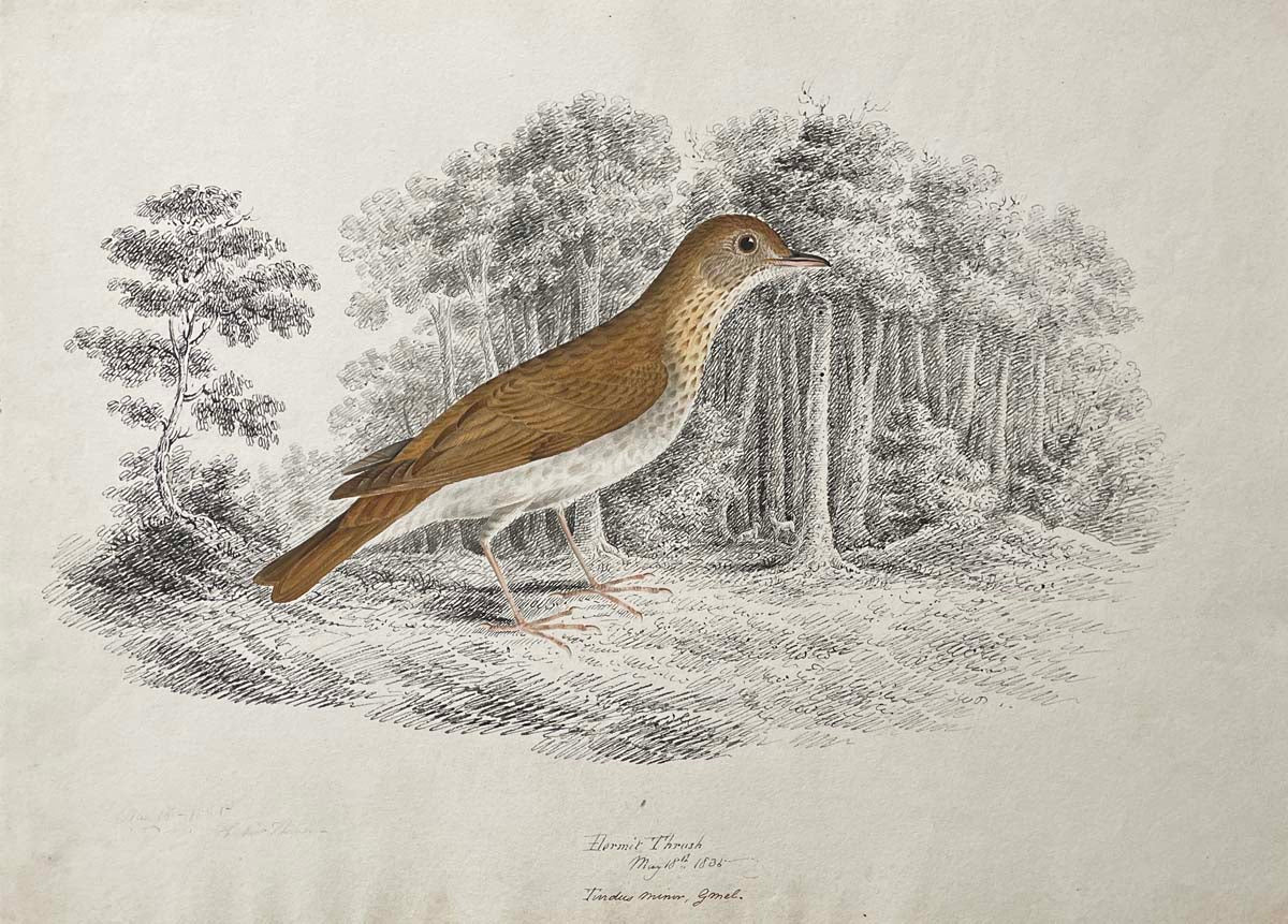 Hermit Thrush May 18th 1836 Turdus minor gmel