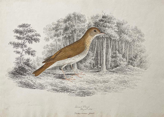 Hermit Thrush May 18th 1836 Turdus minor gmel
