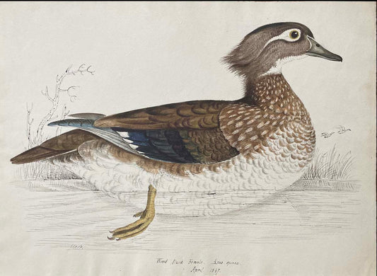 Wood Duck female Anas Sponsa April 1847