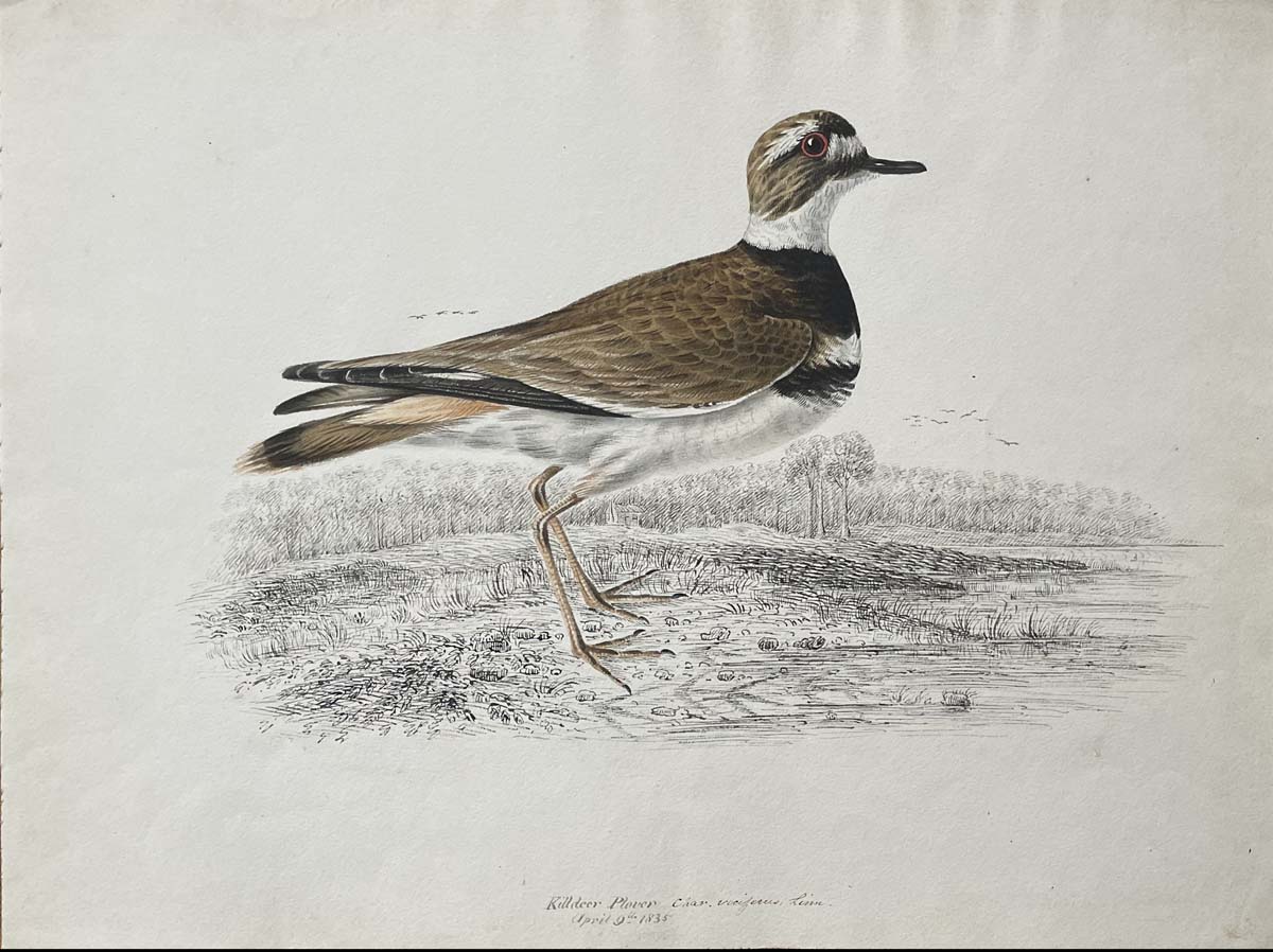 Killdeer Plover April 9th 1835 Charvociferus Linn.